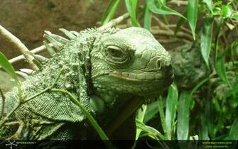 Wallpaper Reptile Index3 Xperedon