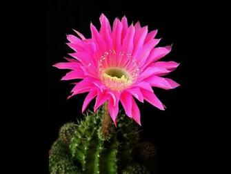 Pink Cactus Wallpaper