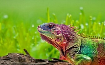 Animal Reptile Wallpaper