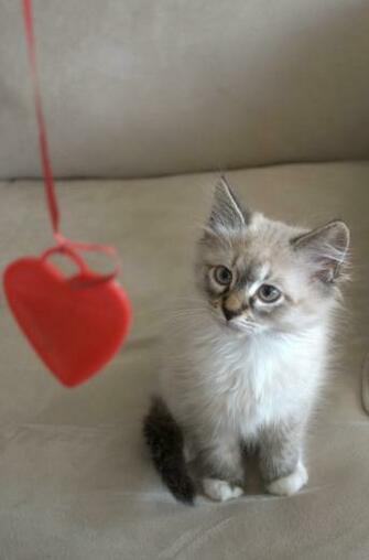 Valentine Cat Cute Funny