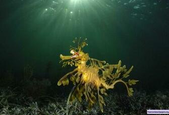 Under The Sea 3d Wallpaper Moallpapers Org