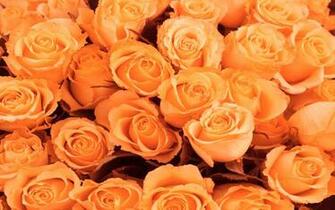 Orange Roses Wallpaper