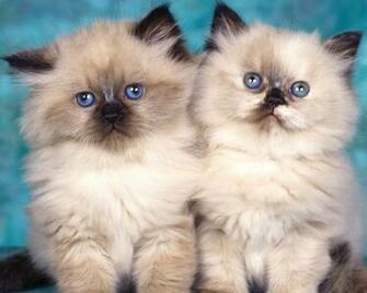 Himalayan Kittens Wallpaper