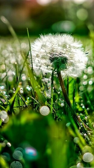 Dandelion HD Lock Screen Samsung Galaxy Note Wallpaper