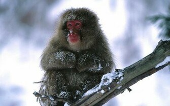 Cute Monkey Pictures Baby Monkeys Cartoon