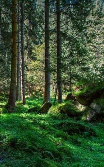 Wallpaper International Day Of The Forest World