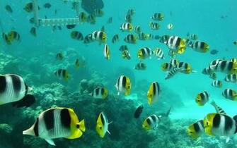 Fish Coral Reef HD Wallpaper High Quality