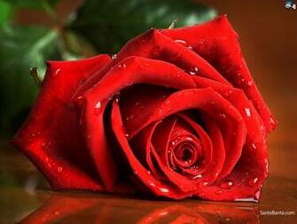 Roses Wallpaper