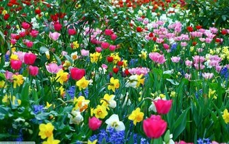 Spring Flowers Wallpaper Flower Background HD Desktop