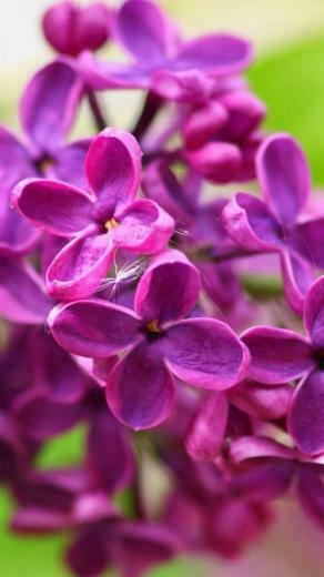 Flower iPhone Plus Wallpaper HD