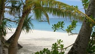 Palm Trees On A Tropical Beach Widescreen Wallpaper