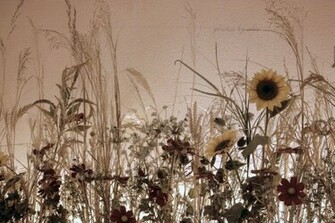 Girasoles Sepia Wallpaper