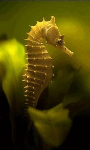 Bigger Seahorse Live Wallpaper For Android Screenshot