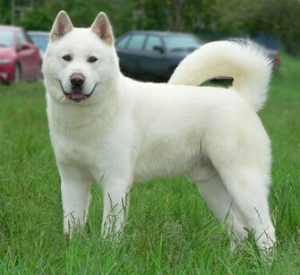 Akita Inu HD Wallpaper