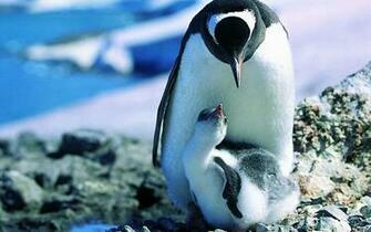 Penguin Wallpaper