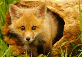 Cute Red Fox Wallpaper