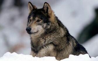 Beautiful Wolf Wallpaper HD Desktopinhq Net