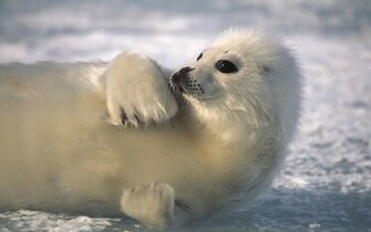 Baby Seal Wallpaper