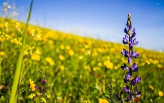 Wildflowers Wallpaper Photography