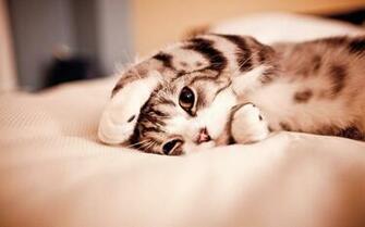 Cute Cat Wallpaper HD Background Do Cats