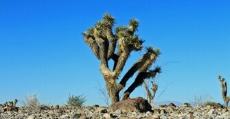 Joshua Tree Wallpaper