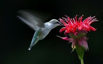 Computer Hummingbird Wallpaper Desktop Background Id