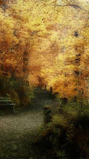 iPhone Wallpaper HD Autumn Trail Scenery Background