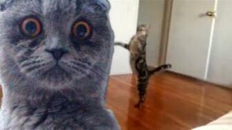 Epic Funny Cat Fails Cool Wallpaper