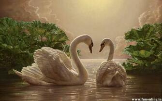Swan Wallpaper Juvenile Mute Swans HD