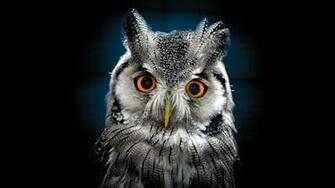 Owl Desktop Related Keywords Amp Suggestions