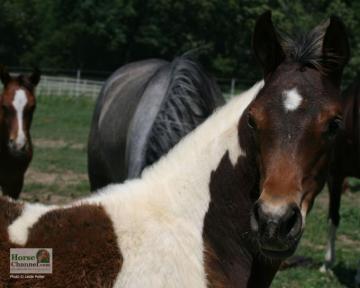 Pinto Horse Desktop Wallpaper Illustrated
