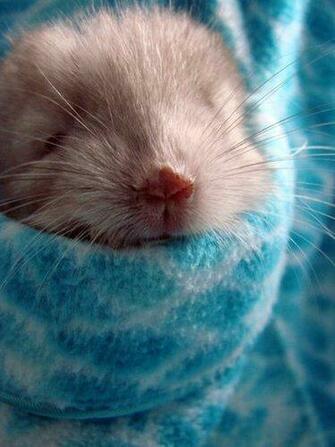 Chinchilla Image Cute Pictures Of Chinchillas Wallpaper