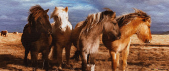 Photography Ponies Wallpaper