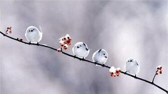 Category Animals HD Wallpaper Subcategory Birds