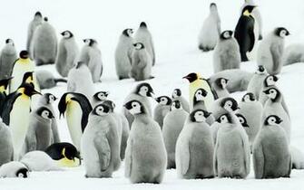 Penguins In The Snow HD Wallpaper Background Pictures