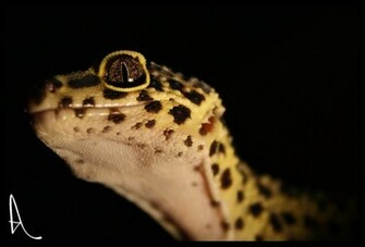 Leopard Gecko Wallpaper By Alannah