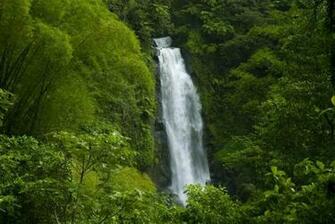 Amazon Rainforest Wallpaper