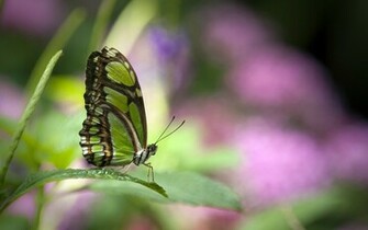 Green Butterfly Wallpaper HD