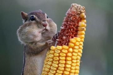 Funny Animal Pictures Cute Photos Of Wild Animals
