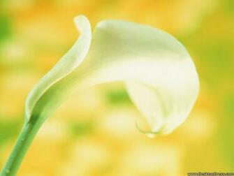 Desktop Wallpaper Flowers Gardens Background Calla Lily