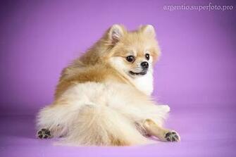 Wallpaper Spitz Dogs Animal