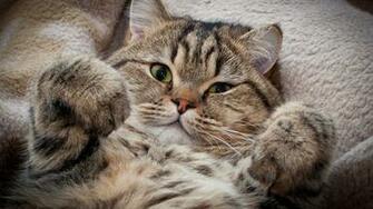 Cat Wallpaper S Cool Walldiskpaper