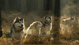 Wolf Pack