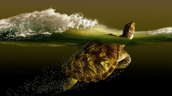 Cute Turtle Wallpaper