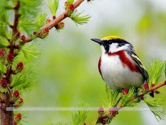 Bird On Branch Imagepk