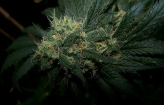 Flowers Marijuana Plants HD Weed Wallpaper