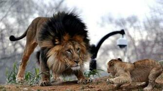 Lion Full HD 1080p Wallpaper Wallpaper99