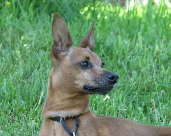 Miniature Pinscher Min Pin Wallpaper Pictures Breed Information