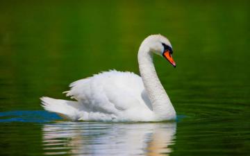 Tag Swan Wallpaper Background Photos Imageand