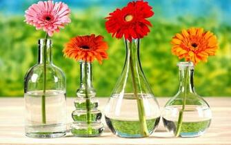 Gerbera Wallpaper And Image Pictures Photos